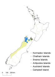 Cardamine basicola distribution map based on databased records at AK, CHR, OTA & WELT.
 Image: K.Boardman © Landcare Research 2018 CC BY 4.0